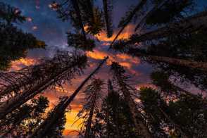 Forest at night